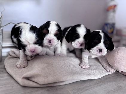 Chiens chiots