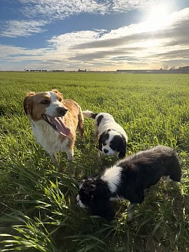 Chiens