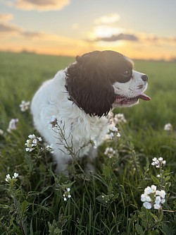 Chiens étalon cavalier King Charles