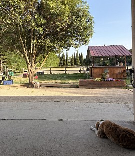 Pension chien