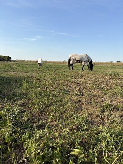 Cheval écuries